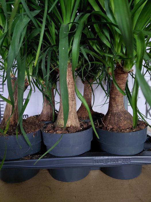 Nolina, Beaucarnea recurvata, Stopa słonia WYSYŁKA