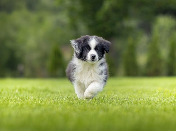 Border Collie ZKwP FCI gotowe do odbioru