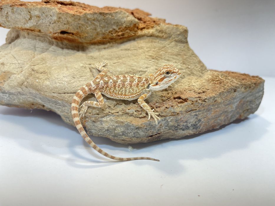 Agama Brodata Agamy brodate