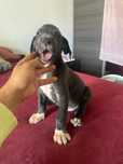 dog alemao macho