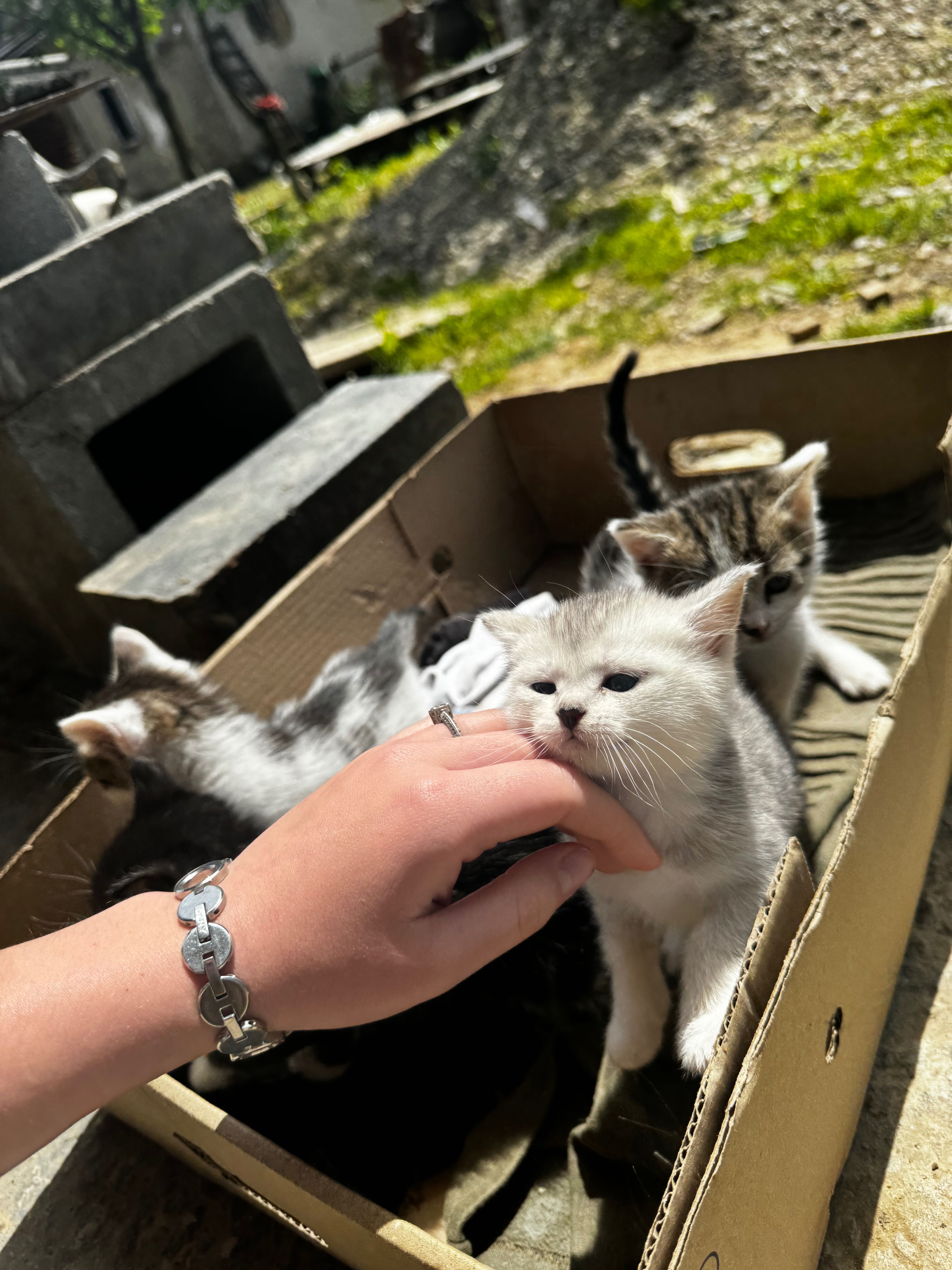 Кошенята шукають дім!