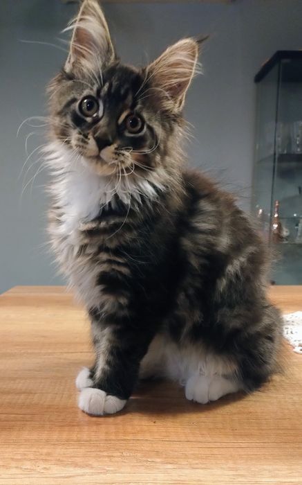 Diuna piękna dziewczyna do hodowli