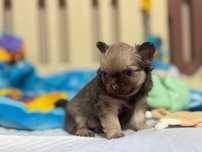 Chihuahua długowłosy fci