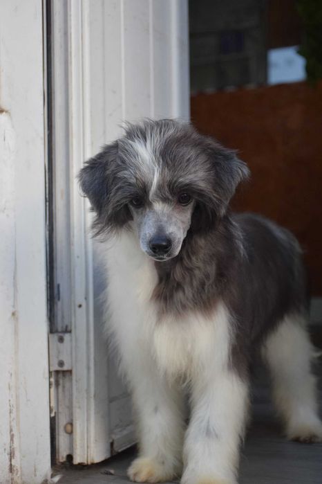 Chinese Crested Dog