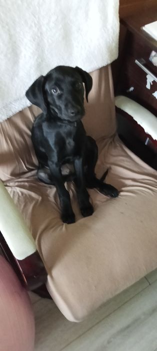 Piesek oddam za darmo