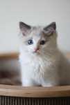 Ragdoll - cudny chlopczyk :)