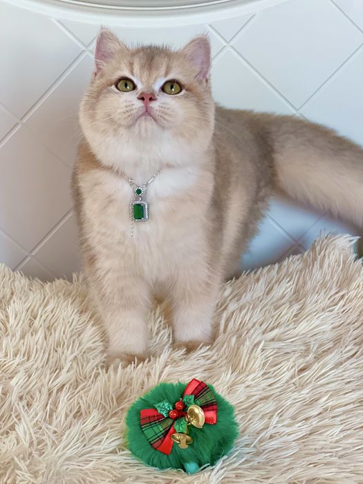 Британська золота шиншилла