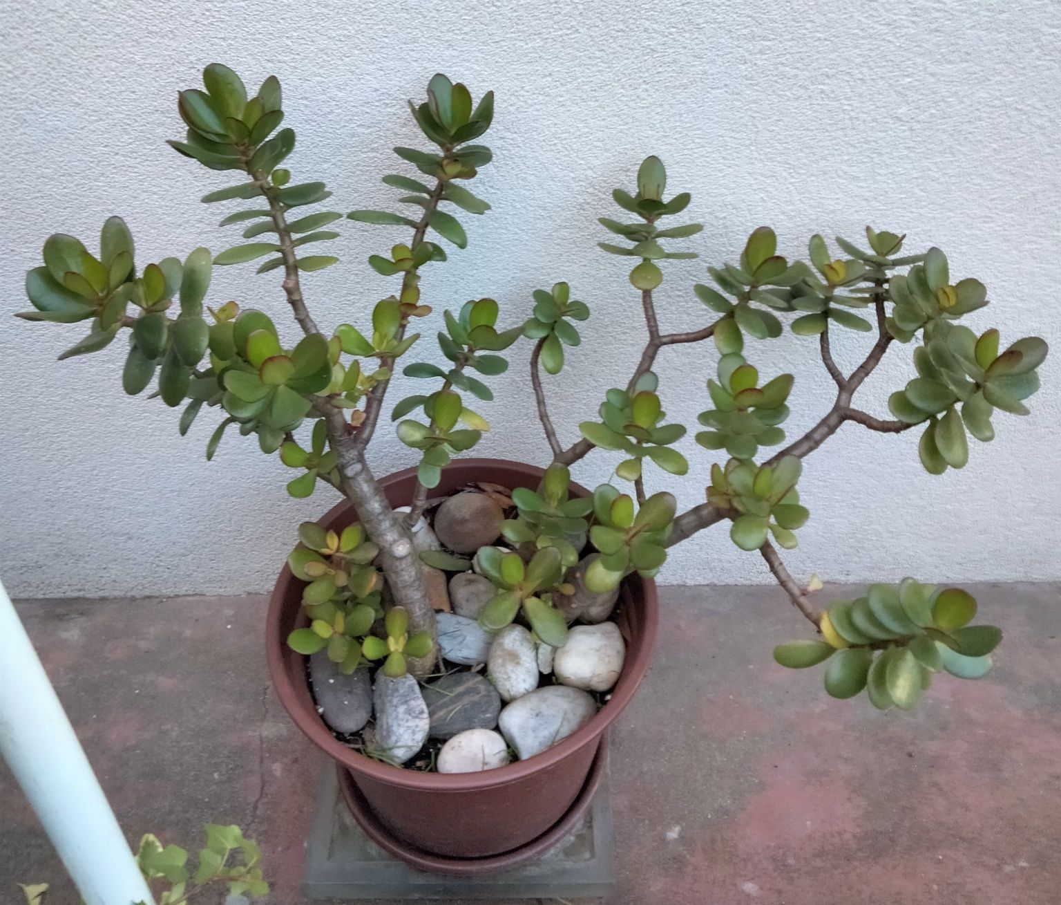 Planta Natural Jade, atrai a Sorte e Dinheiro