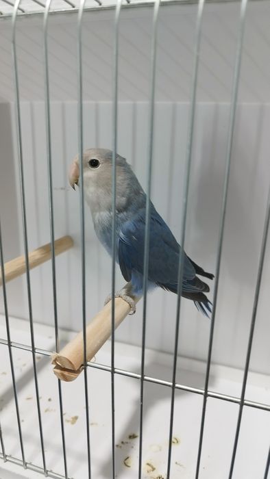 Macho agapórnis roseicollis.