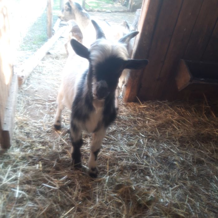 Koziołek  karłowaty miniaturowy