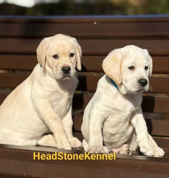 Щенки Лабрадора ретривера КСУ