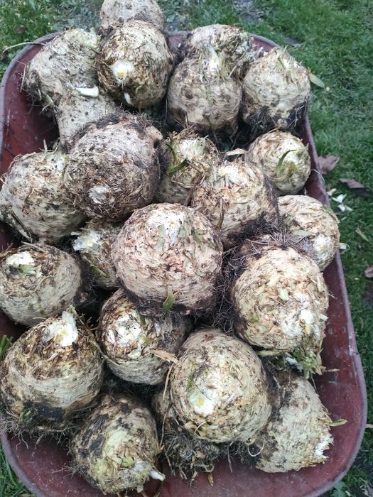 Seler korzeniowy duży