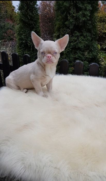 Французький бульдог пінк