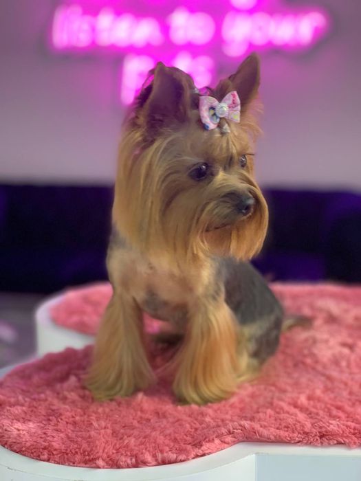 Груминг собак и котов. Березняки.