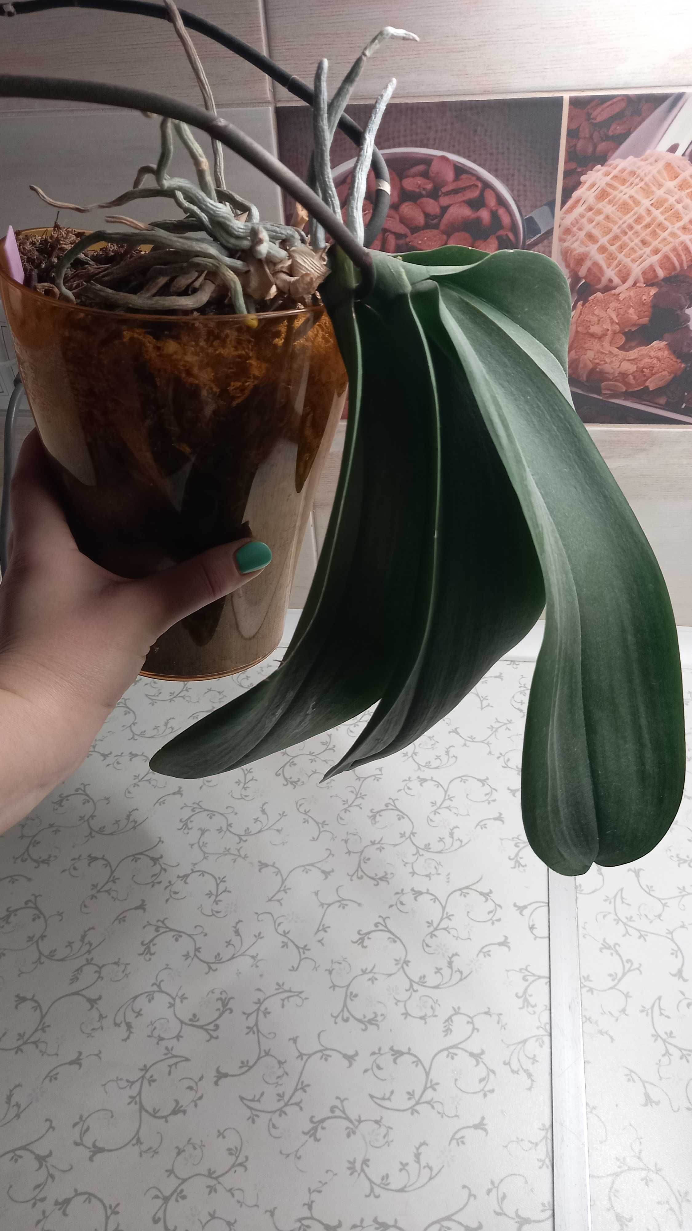 СОРТ  Моушен орхідея фаленопсис сортовая