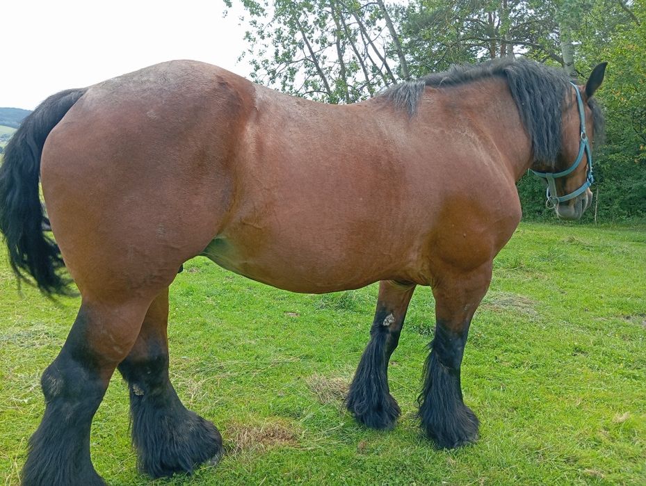 Sprzedam klacz zimnokrwistą