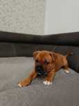 Staffik Staffordshire bullterrier
