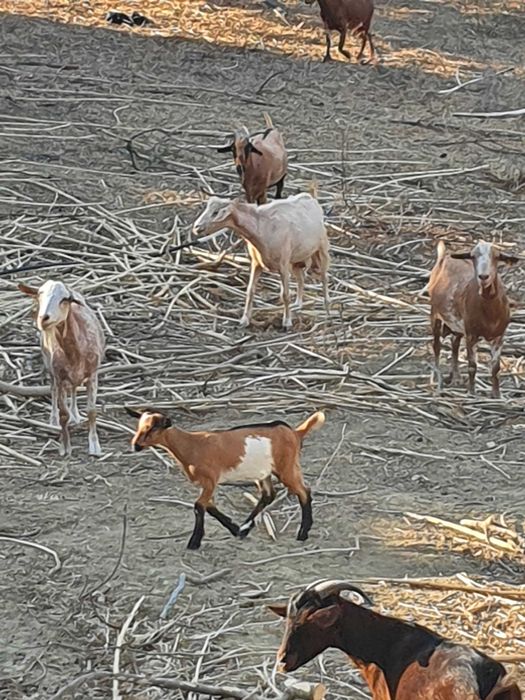 Cabritos para venda