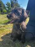 Suczka do adopcji FIGA