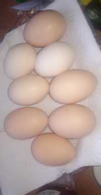 Jaja jajka wiejskie