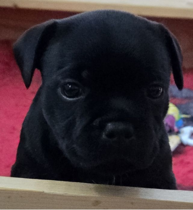 Staffordshire bull terrier , Staffik