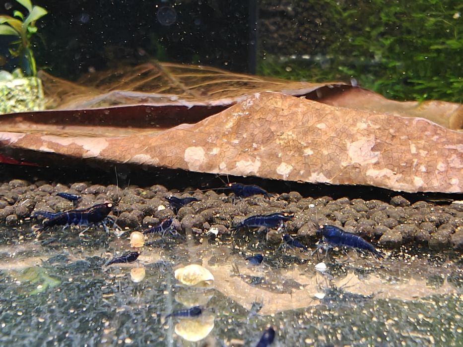 Krewetki Caridina Royal Blue Tiger OE