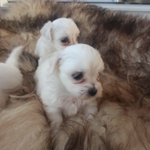 Piesek Samiczka Suczka Suka Maltańczyk Miniaturka