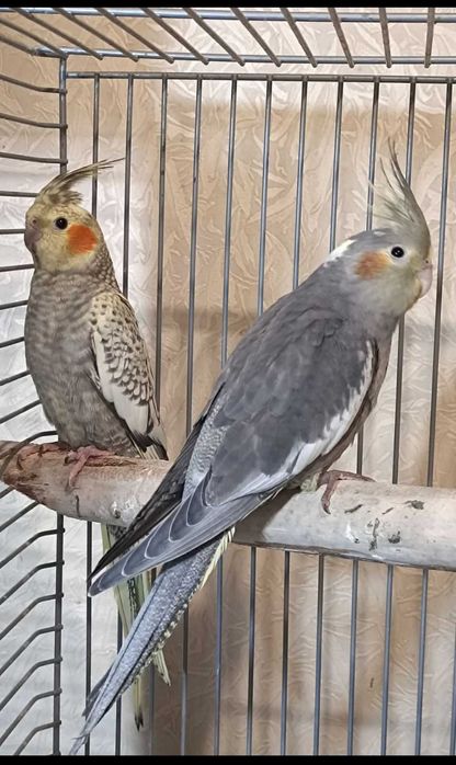 Корелли разом з кліткою