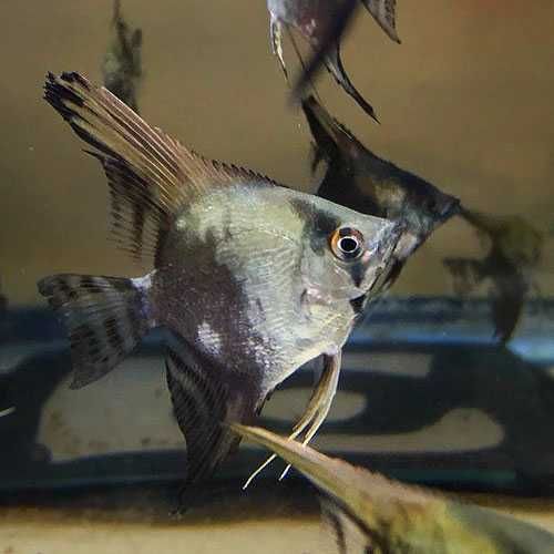 Żaglowiec skalar odmiana ZIELONA - Pterophyllum scalare - dowozimy