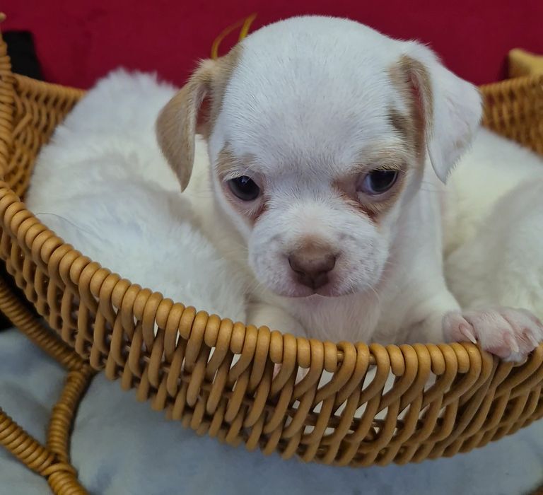 Chihuahua tessa przepiekna dziewczynka krótkowłosa