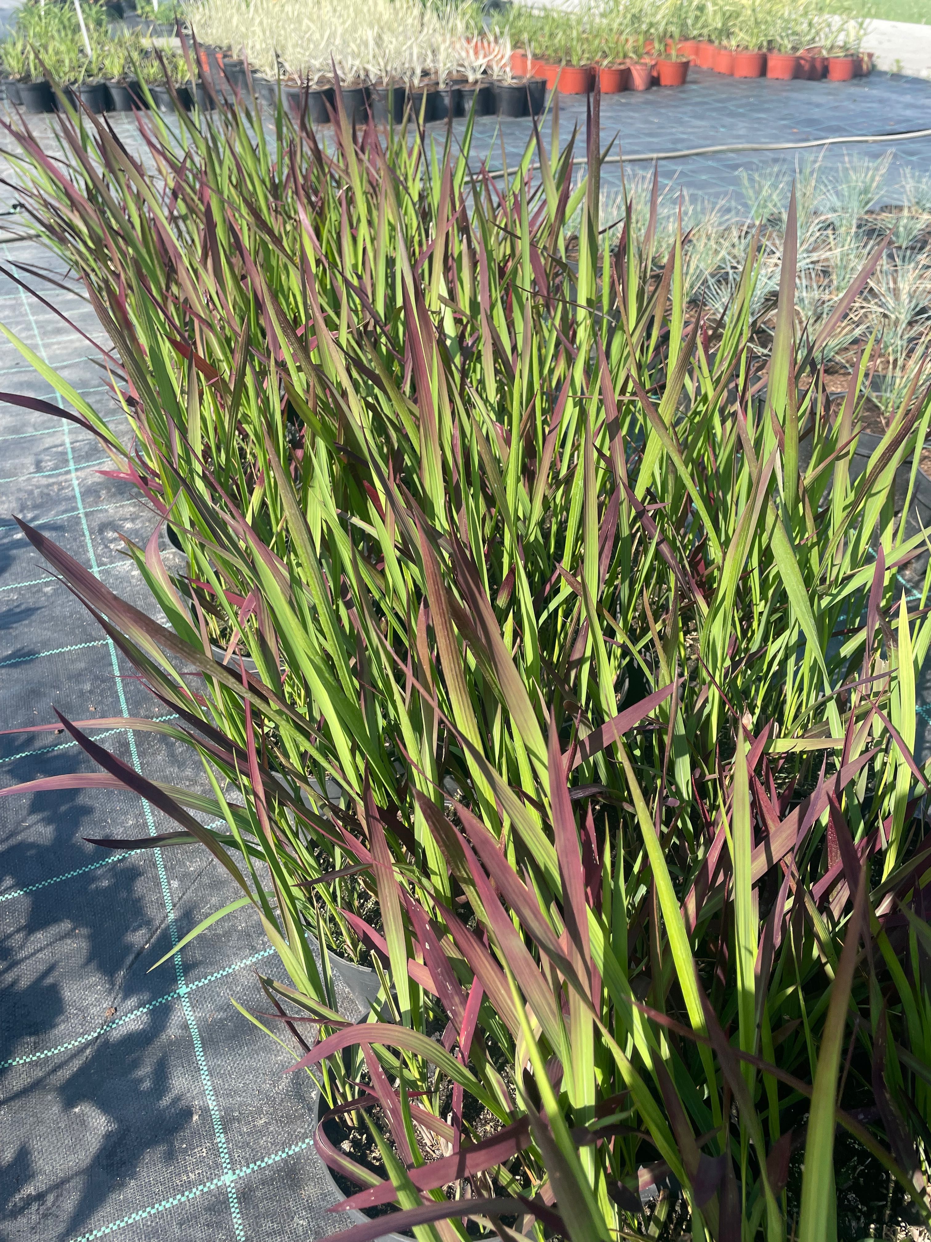 Imperata Red Baron trawa ozdobna