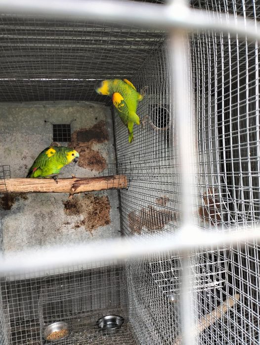 Aestivas xanthoperix 2024