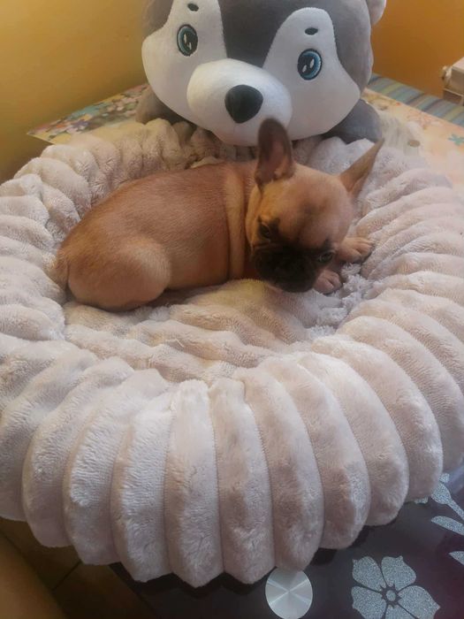 Suczki buldog francuski