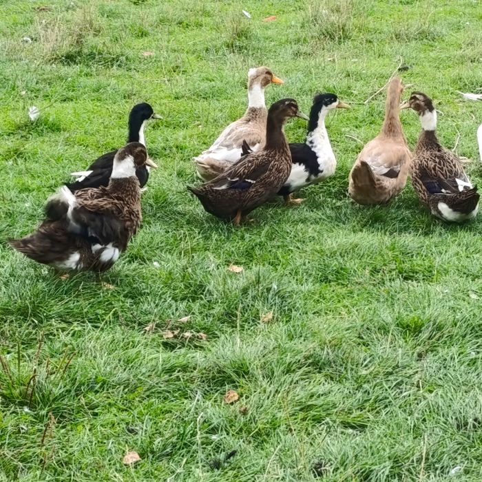 Kaczki staropolskie i francuskie