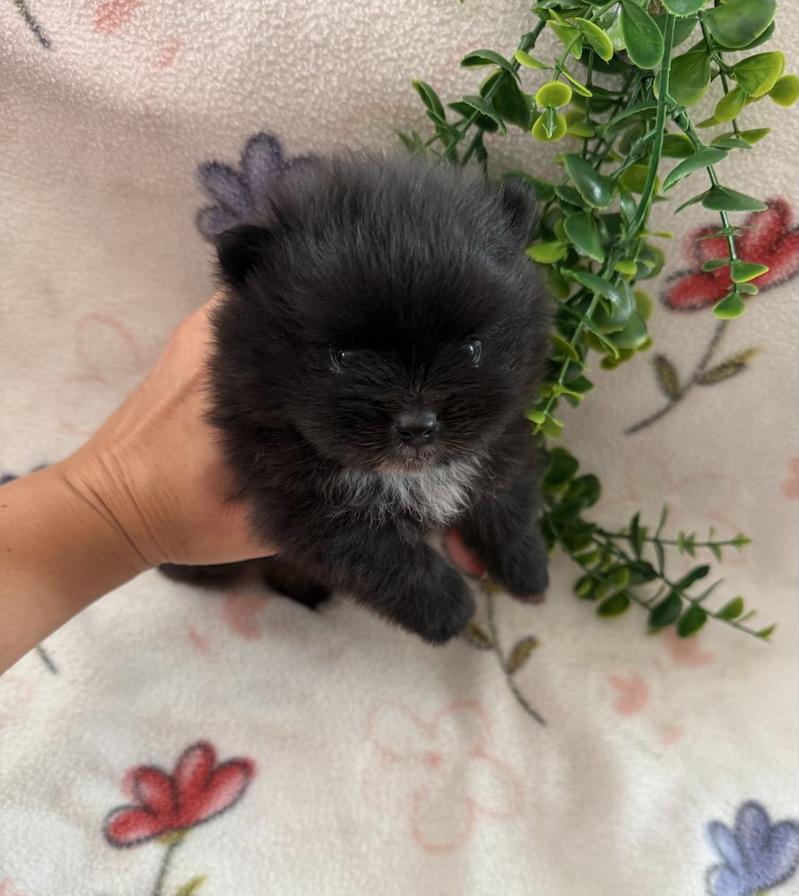 Excelente mini Lulu da Pomerania / Spitz Alemão Anão de Qualidade