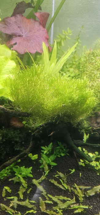Musgo riccia aquario
