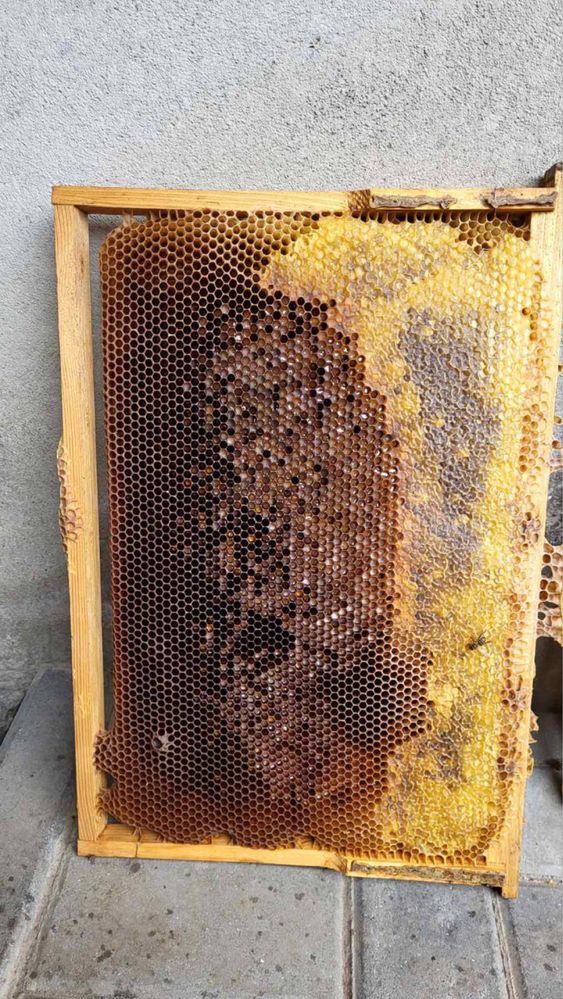 Продам бджолині рамки суш