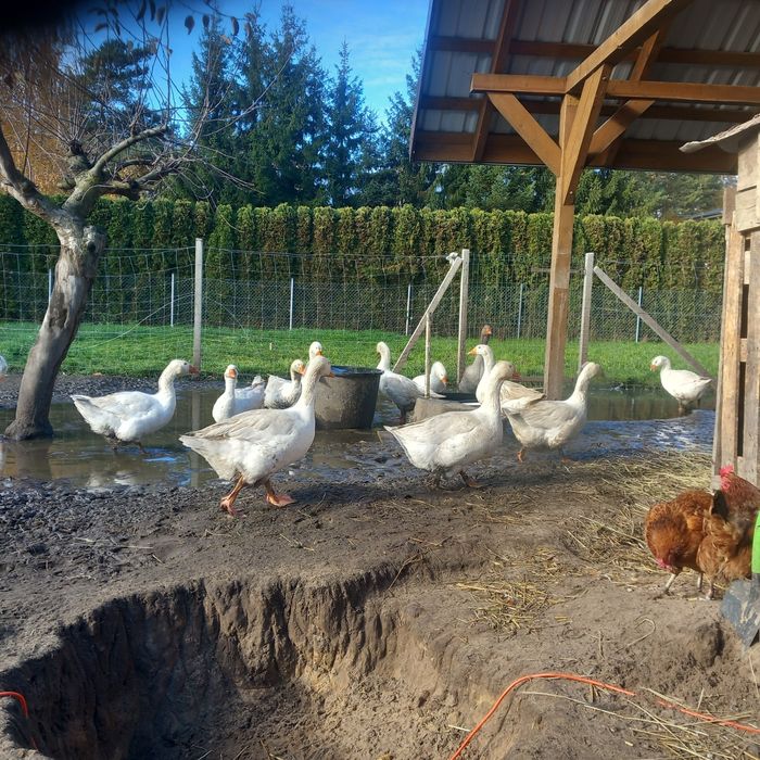 Tuszki z Gęsi. Świeże i kacze