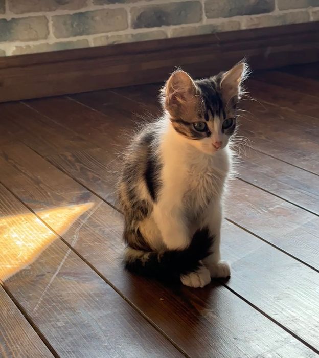 Мальчишка- котик , 3,5 мес, ищет дом! Котята… кошки… котенок отдам