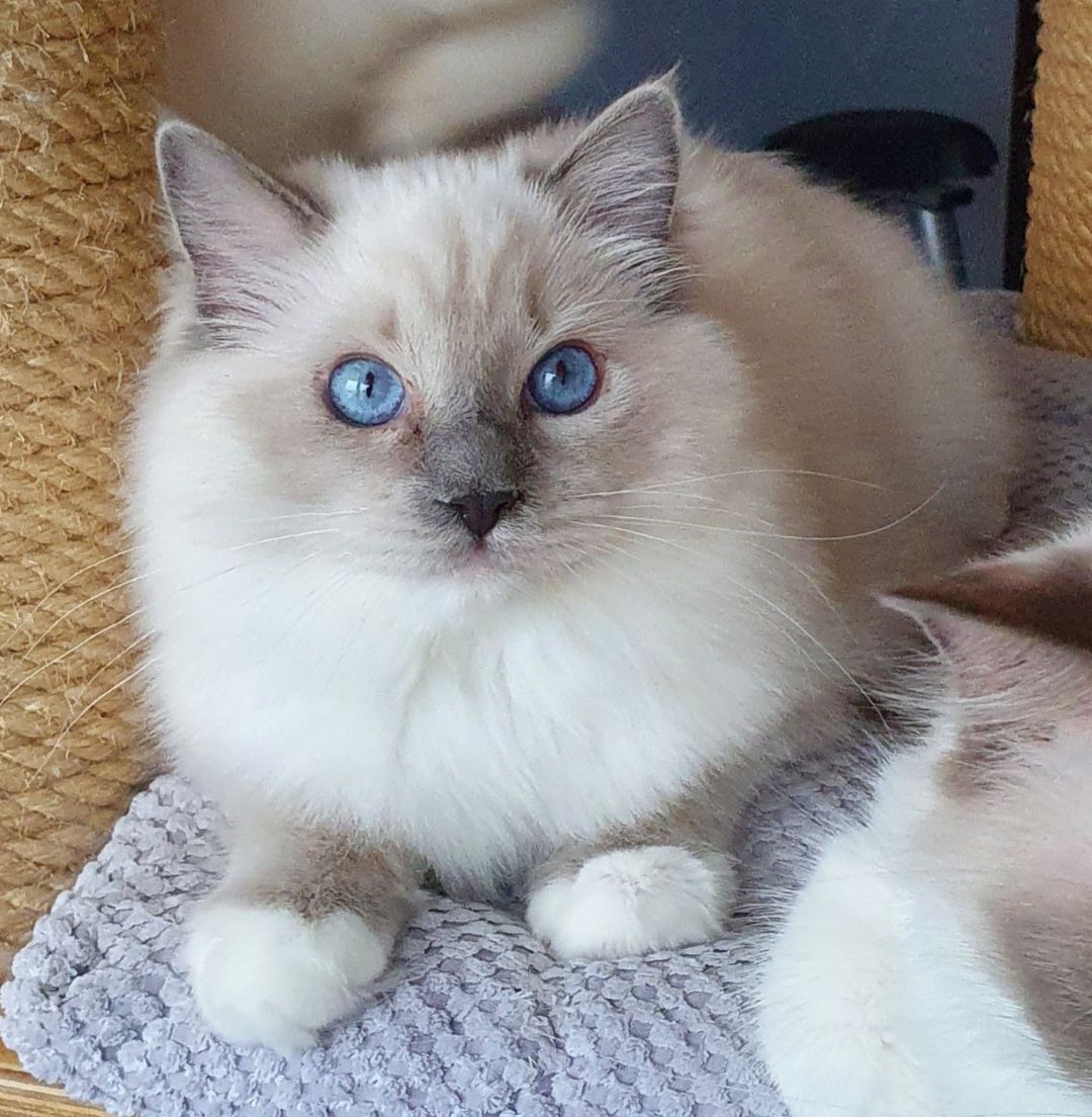 Kocurek ragdoll seal mitted