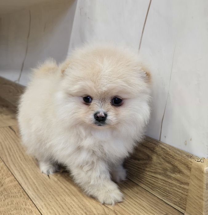 Sunia Szpic miniaturowy pomeranian