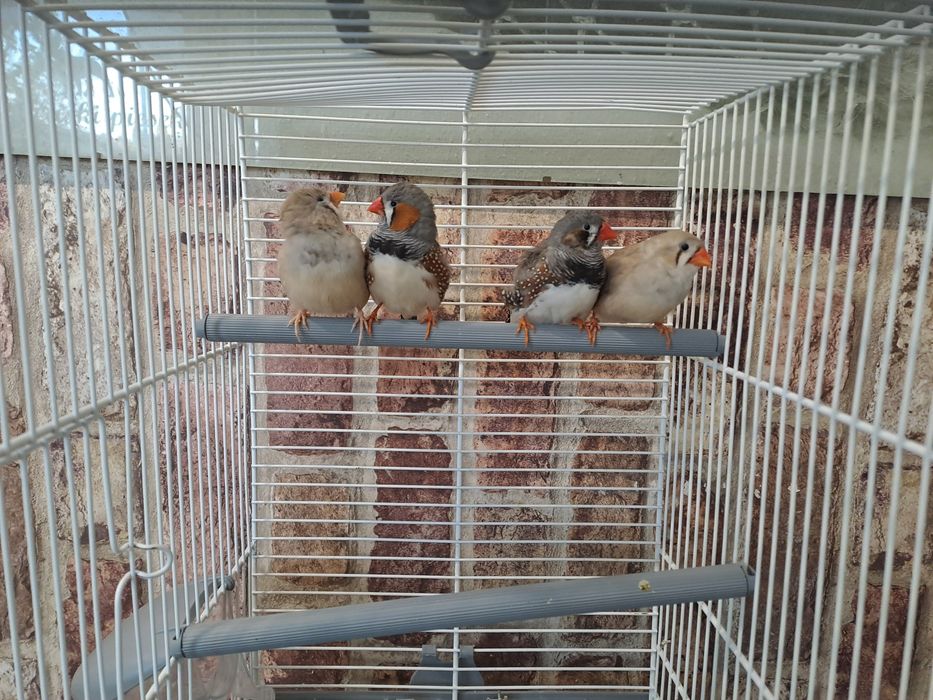 zeberki zeberka papużki