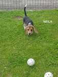 Beagle tricolor szczeniak