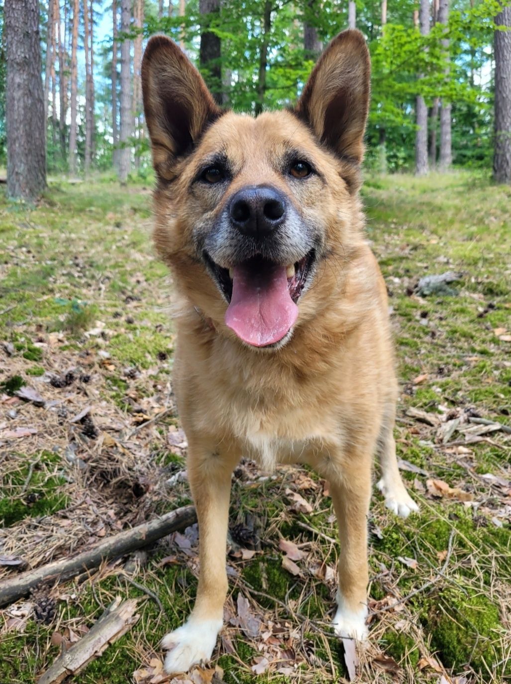 Rudy Pies szuka domu / do adopcji