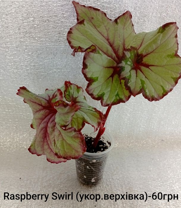 Кімнатні квітулічки