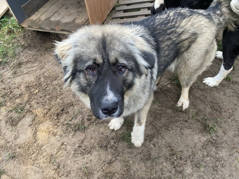 Owczarek środkowoazjatycki suka alabai cao