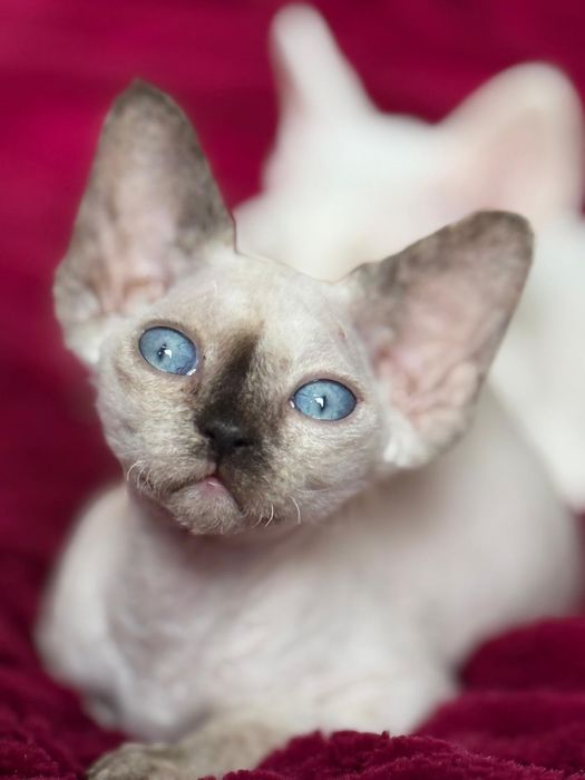 Devon Rex kotka niebieskie oczy FPL