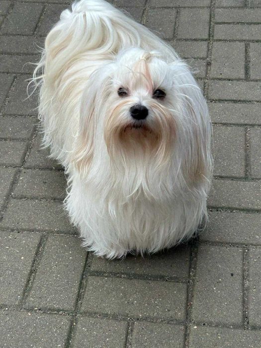 Hawańczyk szczenię z rodowodem ZKwP-wychowany w domu, otoczony troską