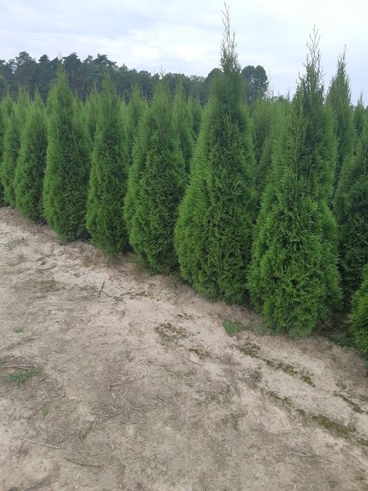 Tuja Tuje Szmaragd 250cm