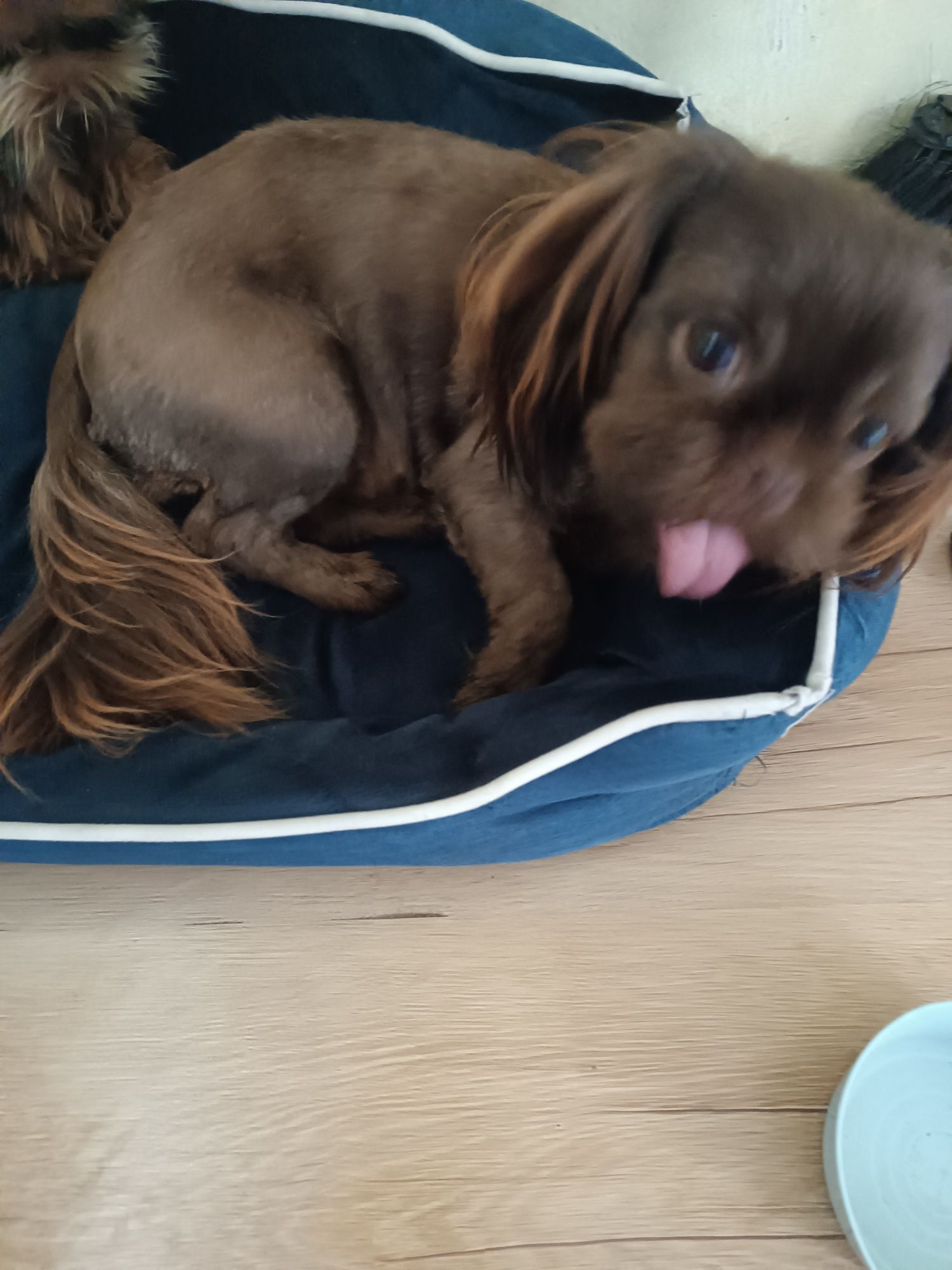 Dorosła czekoladowa sunia shih tzu. Rodowód!